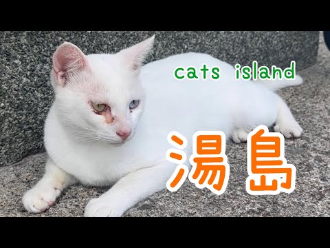 オッドアイは白猫が多い　Many cats have odd eyes and are white.　【湯島】【夏休み2024】【猫島巡り】