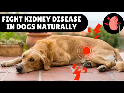 Natural Treatments for Kidney Disease in Dogs