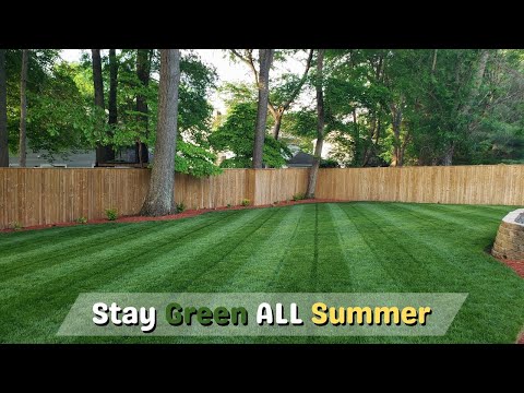 3 MUST DO Lawn Tips For The GREENEST Summer Lawn