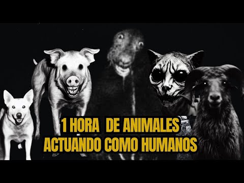 4 Historias nuevas de animales actuando como humanos.