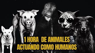 4 Historias nuevas de animales actuando como humanos.