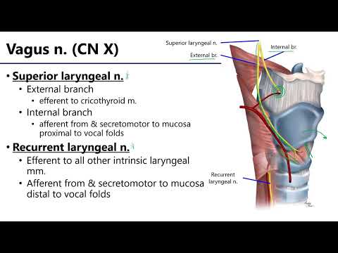 LO11 Laryngeal Neurovasculature