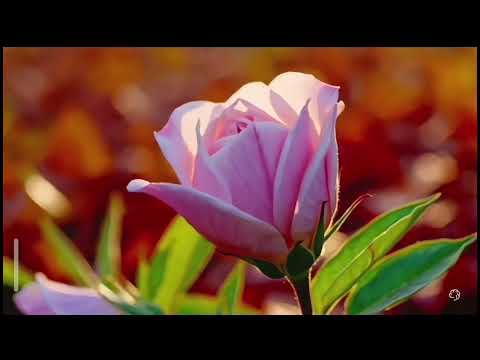 4k Ultra HD quality copyright free stock footage of a flower blooms| #cinematicstockfootage