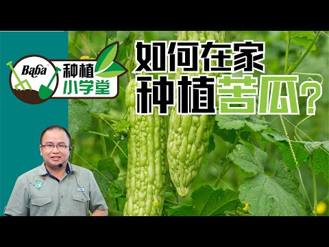 【Baba种植小学堂】苦瓜怎样种？4步骤小空间长出吃不完的苦瓜，尤其最后一个步骤很重要！避免被果蝇盯上 | 苦瓜种植方法