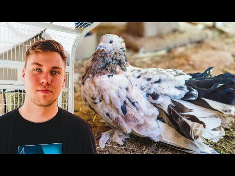 Ethan's pigeon passed away