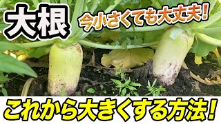 【大根】まだ小さくても間に合う！大根の実を大きくする方法とは。