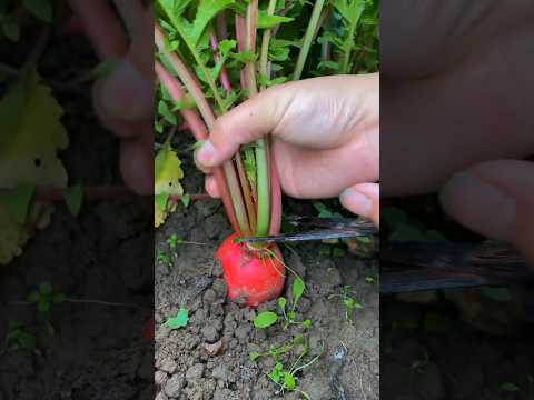 Cut Off The Top Of Radish Plants To Grow Bigger And Juicier Fruits #farming #gardening