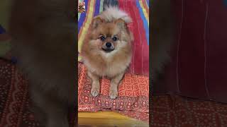 শুভ বড়দিন🥰#dog #doglover #youtubeshorts #trending #shorts #short #viralshort #viralvideo #funny