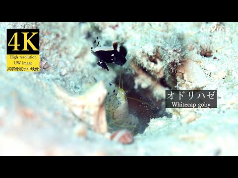 【4K 水中映像】オドリハゼ / Whitecap goby / Lotilia graciliosa