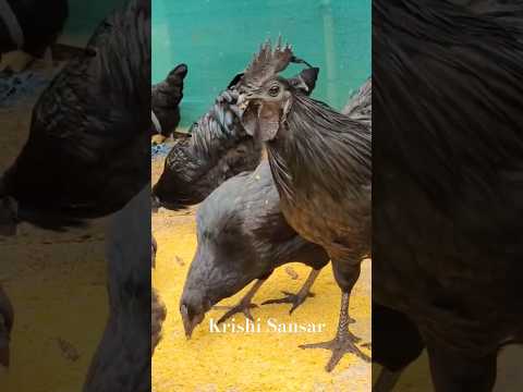 Z- Black Kadaknath rooster 🐓... #kadaknathchicks #kadaknathmurga