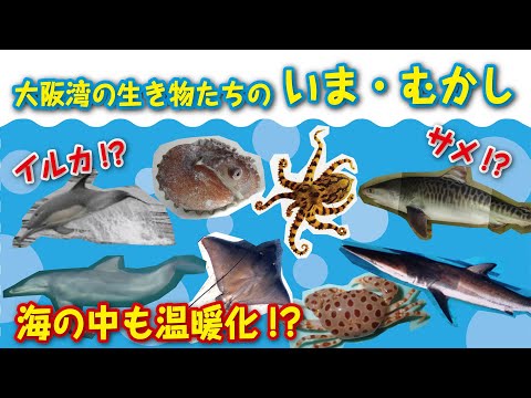 大阪湾の生き物たちの いま・むかし(動画作成：大阪府地球温暖化防止活動推進センター）