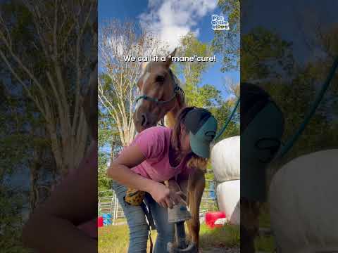 How to Give a Horse a Fun Makeover!