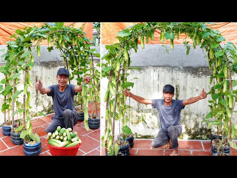 Tips For Growing Cucumbers For High Yield, Less Land And Still Lots Of Fruit