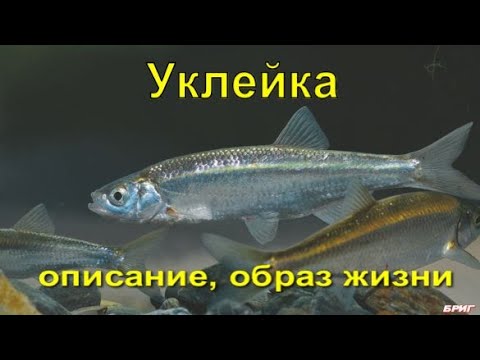 Уклейка . Описание, образ жизни, как ловить.