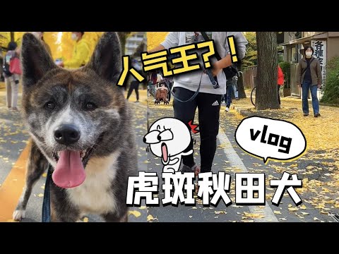 虎斑秋田犬散步，又被日本大爺攔住去路不讓我們走！