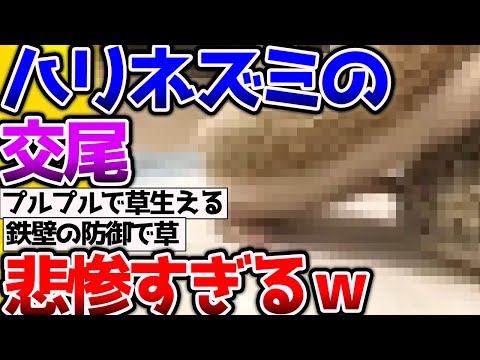 【2ch動物スレ】ハリネズミ交尾が悲惨すぎて泣けてくるｗ→トコジラミの交尾もやばい #昆虫 #生き物