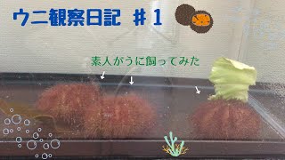 【エゾバフンウニ】素人がうに飼ってみた【ウニ観察日記　♯１】