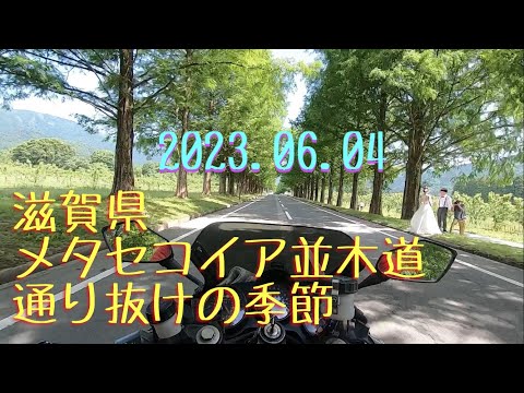 2023.06.04 滋賀県 メタセコイア並木道を通り抜け