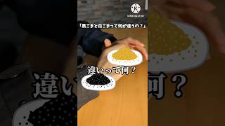 今さら聞けない”白ごま”と”黒ごま”の雑学#雑学 #豆知識 #shorts