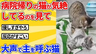 【2ch動物スレ】仲良しの猫が気絶してるのを見て、必死に飼い主を呼び続ける猫