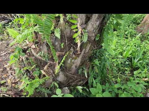 Ngiga Durian ba kebun