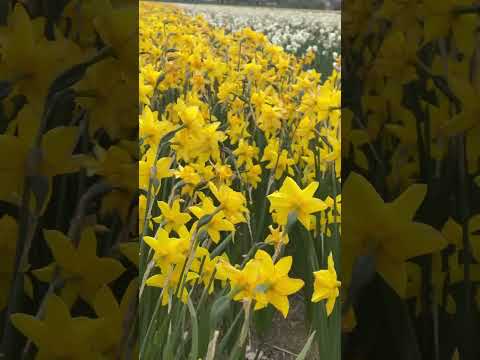 Daffodils #flowers #springflowers #nature #natureflowers #relaxing #music #travel #relaxingmusic