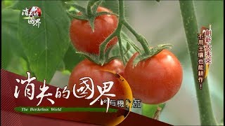 【消失的國界｜創新大未來完整版】不用土也能種！日本有機番茄純天然比市售更甜？｜李天怡主持｜三立新聞台