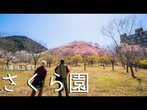 【兵庫県上郡町】播州一の桜の穴場・かみごおりさくら園  |  The Smallest Sakura (Cherry Blossoms) Mountain in Hyogo Japan.