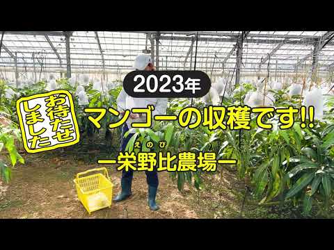 2023年_お待たせしました♪マンゴーの収穫です!!｜栄野比（えのび）農場