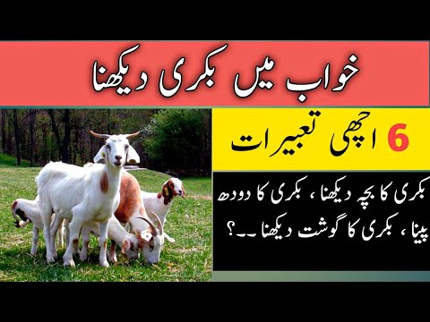 Khwab mein bakri dekhna | khwab mein bakri dekhna ki tabeer | khwabon ki tabeer