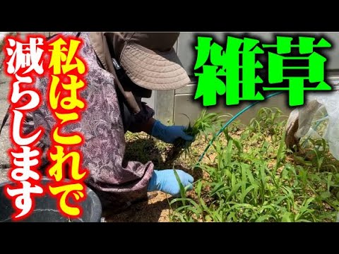 【これで雑草のない畑をキープ】雑草の無い畑だと他の作業もはかどります【除草剤は使いません】【雑草対策】