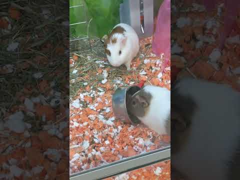 Oh, how hungry they are.. #guineapigs #guineapigvideo #cutepets #animalshorts #petlovers