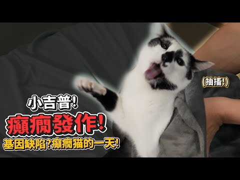 小吉普癲癇大發作!基因缺陷?癲癇貓的一天!【許伯簡芝】貓癲癇Seizure cat