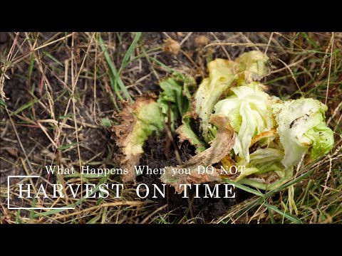 The Cost of Delaying a Harvest. Lessons from the Farm