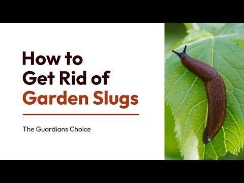 4 Ways to Get Rid of Garden Slugs | How to Get Rid of Slugs | The Guardians Choice