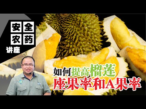 【Baba安全农药讲座】榴莲收成大丰收！提升产量与品质的有效方法 | 如何提高榴莲座果率和A果率 | 榴莲树种植方法