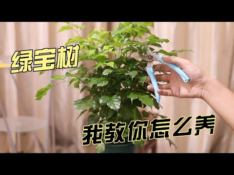 绿宝树怎么养？园艺师教你，轻松学会养绿宝树