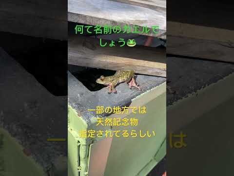 田舎には普通にいるカエルさん🐸　　　#兵庫県 #天然記念物 #カエル #田舎暮らし #田舎 #珍しい