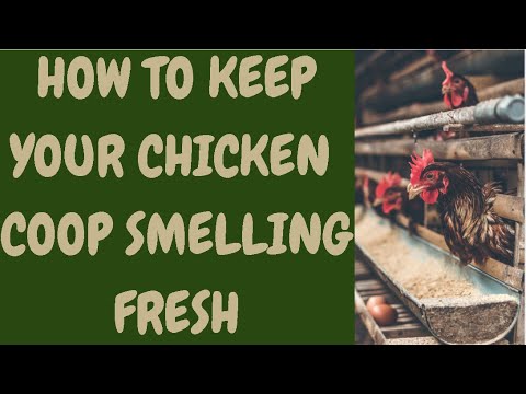 How To Keep Your Chicken Coop Smelling Fresh