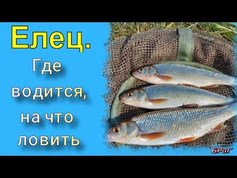 Елец. Где водится, на что ловить.