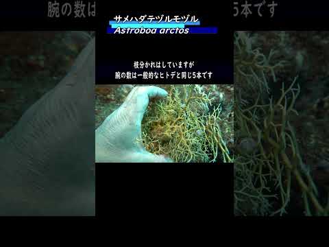 サメハダテヅルモヅル　 #水中映像 #クモヒトデ #手蔓藻蔓