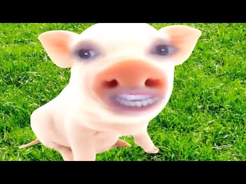 The Psychiatric Circle Jerk:  Dr. Pig The Psychiatrist Fesses Up (Dr. Pig Episode #2)