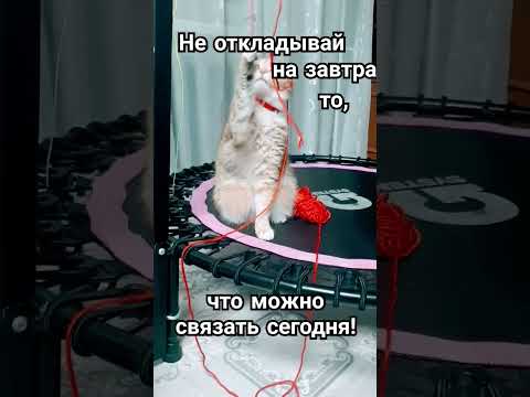 Юный вязальщик. Вязание для начинающих  #милыекотики #позитив #забавныеживотные