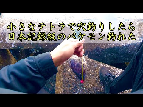 【穴釣り】小さなテトラで巨大魚が釣れたので寿司にして食ったら泣いた。