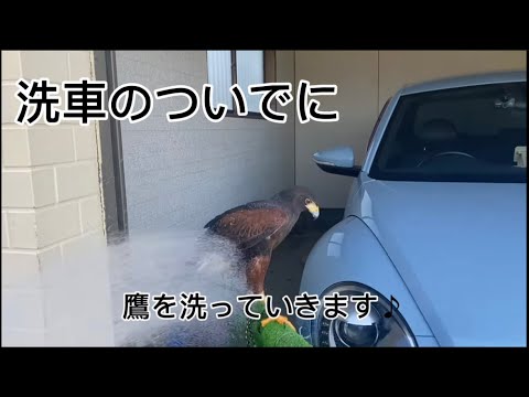 【鷹を洗う】洗車ついでに鷹も洗っちゃおう！！