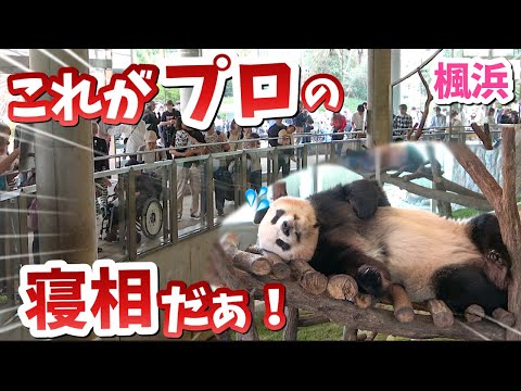 【パンダアイドル楓浜】槍の上はふうひんのステージ！寝ながらもスター🐼