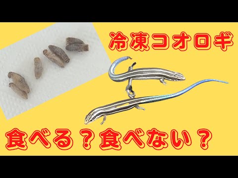 冷凍コオロギ食べる？食べない？