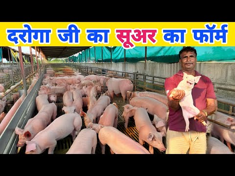 दरोगा जी ने बनाया 400 सूअर का फॉर्म | Pig Farm 💰 पैसा डबल करने वाला व्यवसाय