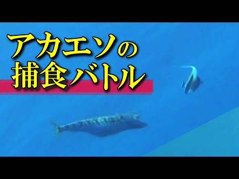 【 アカエソ 】肉食魚のドッグファイト　Synodus ulae