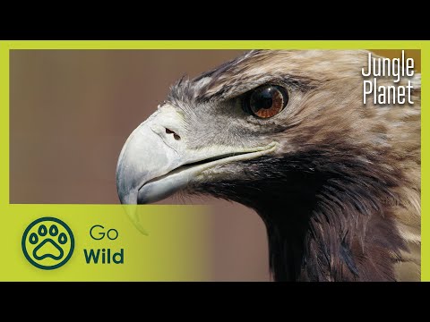 Garden of the Gods: Mediterranean Pine Forest | Jungle Planet 22/26 | Go Wild